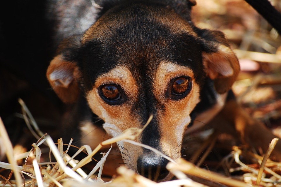 Fear and Loathing at the Vets – Puppy socialisation so important