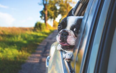 An update on EU Pet Travel from the UK, The rules have changed